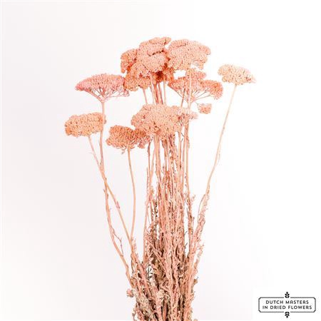 <h4>Dried Achillea X5 Frosted Light Pink Bunch</h4>