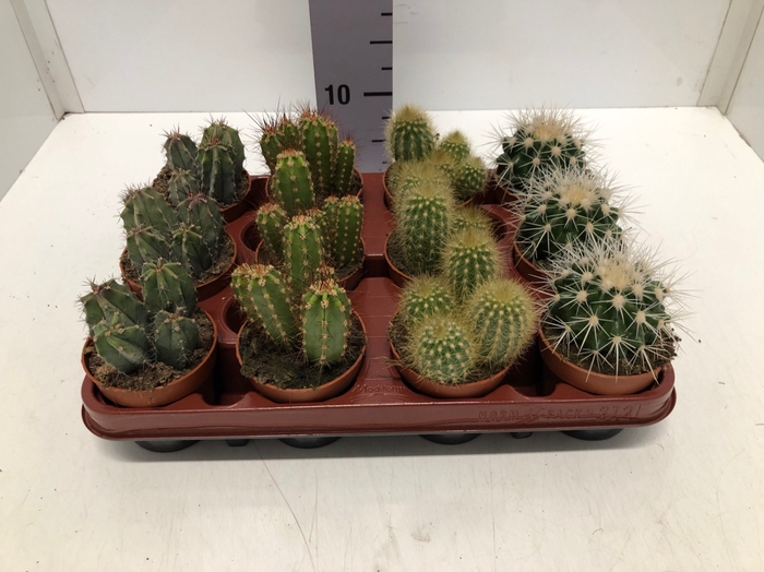 Cactus mix 8,5Ø 5cm C8R