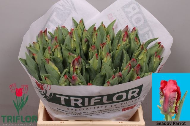 <h4>Tulipa (Par. Seadov Parrot</h4>