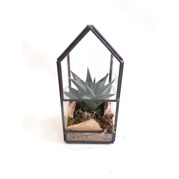 <h4>GHK8NAT Glass House Mini Terrarium + driftwood</h4>