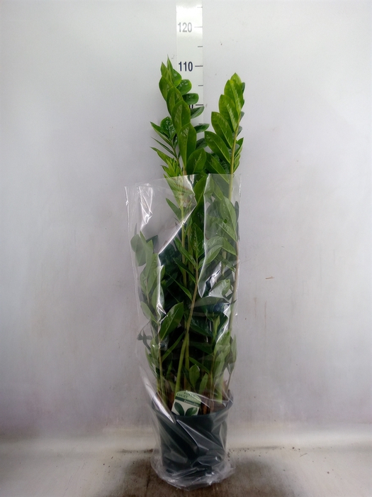 <h4>Zamioculcas zamiifolia</h4>