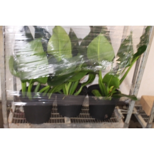 PHILODENDRON PACOVA P40