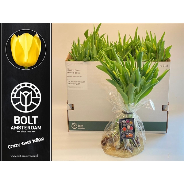 <h4>Yellow - Tulips with bulbs - Extra Large Bouquet - 15 Tulips</h4>