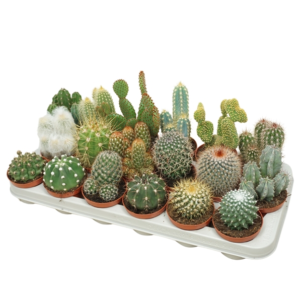 <h4>Cactus mix 8,5 cm</h4>