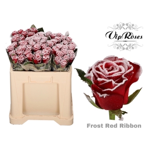 R GR FROST RED RIBBON