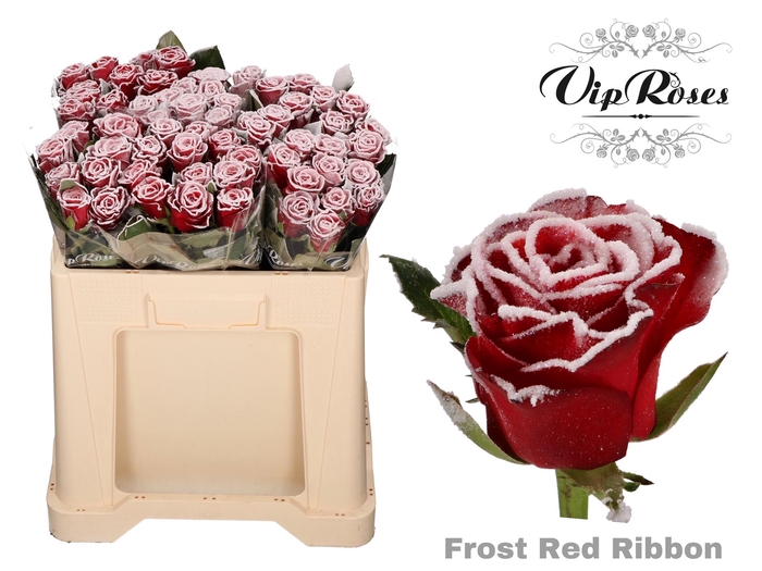 R GR FROST RED RIBBON