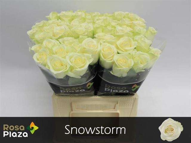 <h4>Rosa la snowstorm+</h4>