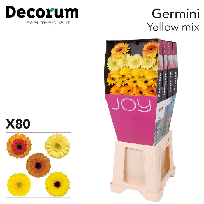 <h4>Germini Sensation Mix Yellow g</h4>
