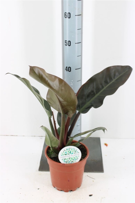 <h4>Philodendron Imperial Red P17</h4>