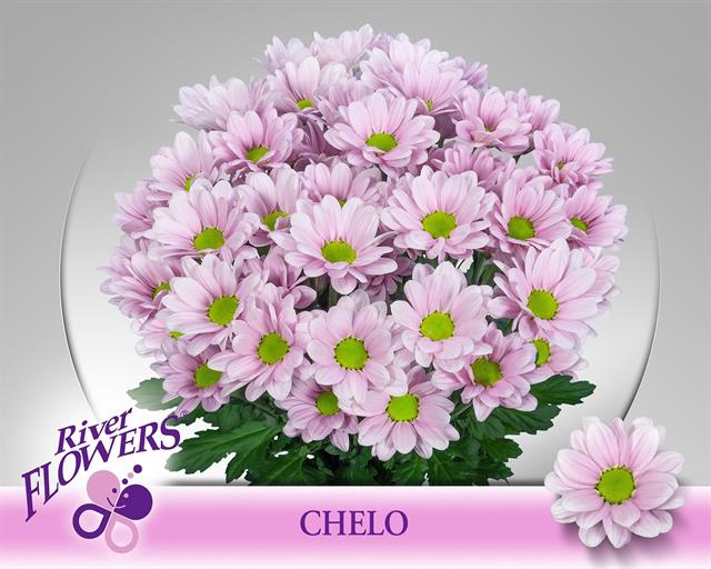 <h4>Chrys sp chelo</h4>