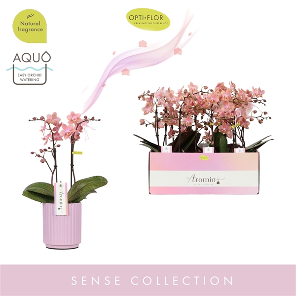 <h4>Aromio Sweet 2 spike in Molise Lilac Aquo</h4>