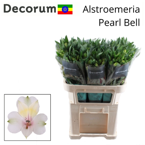 <h4>Alstroemeria pearl bell</h4>