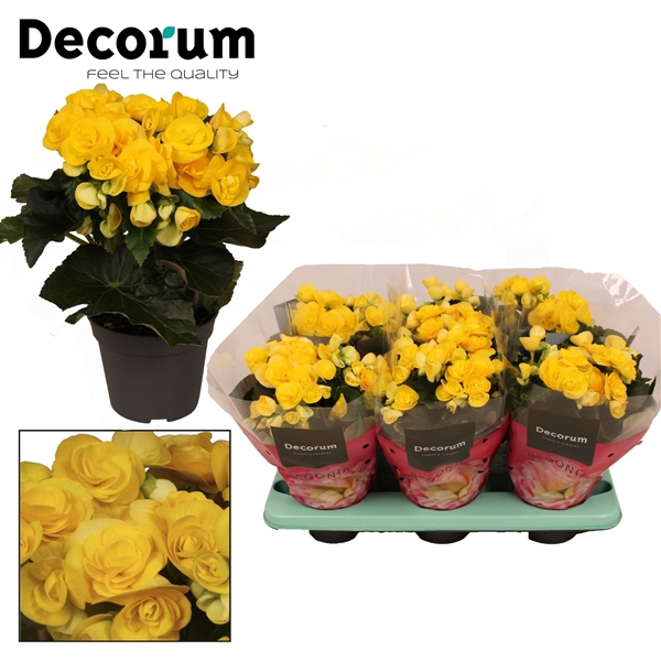 <h4>Begonia ''rebecca'' geel Decorum</h4>
