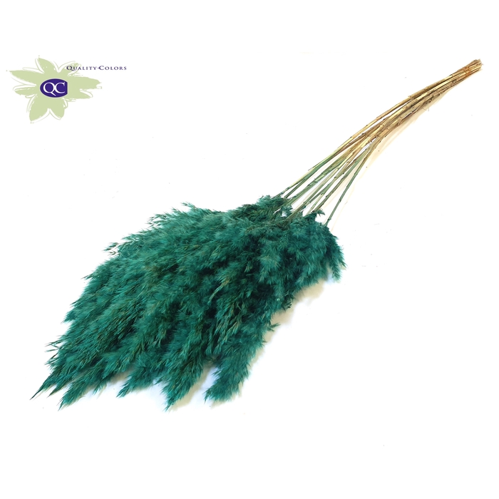 <h4>Pampas Grass 70cm 10stems per bunch Turquoise</h4>