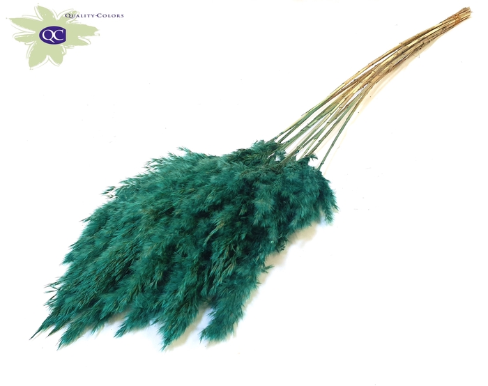 Pampas Grass 60cm 10stems per bunch Turquoise