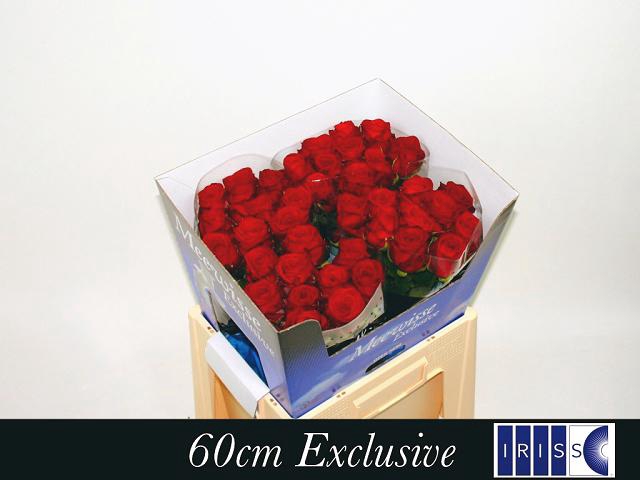 <h4>R GR RED NAOMI! Exclusive</h4>