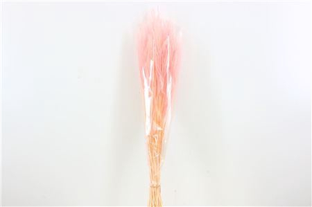 <h4>Dried Ouro L Pink Bunch</h4>