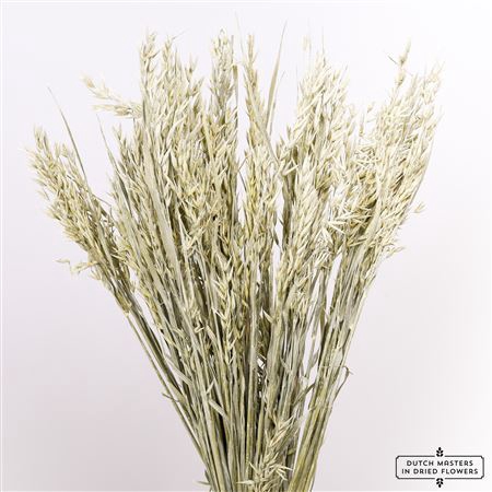 <h4>Dried Avena X5 Frosted White Bunch</h4>