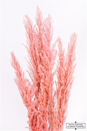 <h4>Dried Pampas Gras L. Pink ( 8 Stem ) Bunch</h4>