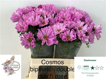 <h4>Cosmos Bipinnatus</h4>