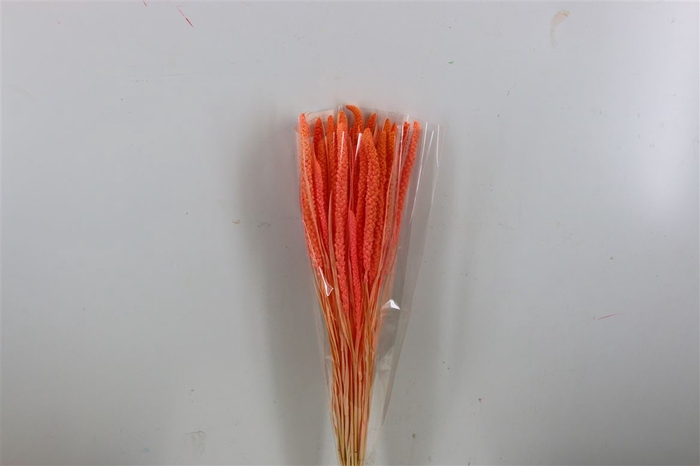 <h4>Dried Setaria Bleached Pink Bunch</h4>