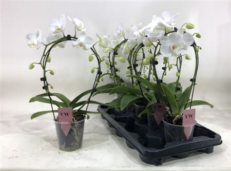 <h4>Phal Ov Wit Bow 2 Branches 16+</h4>