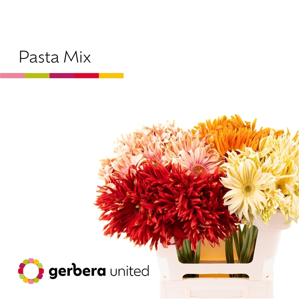 <h4>Gerbera Pasta Mix - Gerbera United</h4>