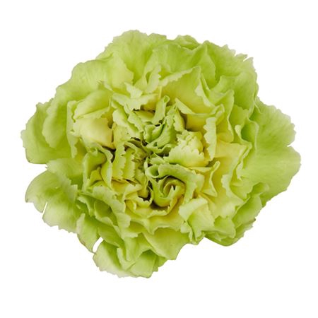 <h4>Dianthus st green voragine</h4>