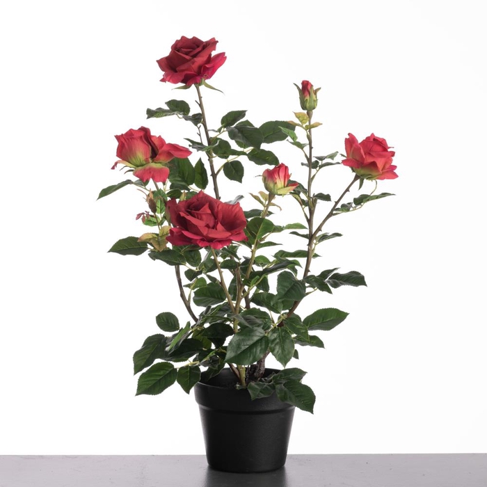 <h4>Af Rosa In Pot H64cm Red</h4>