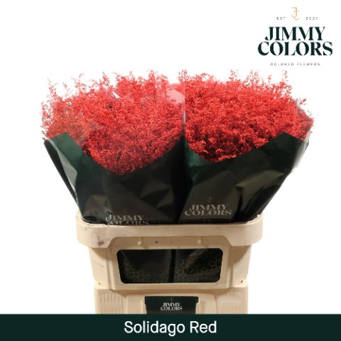 <h4>Solidago paint red</h4>
