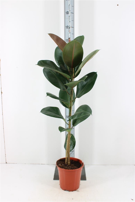 <h4>Ficus Elastic Robusta P21</h4>