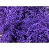 Solidago Purple 80cm