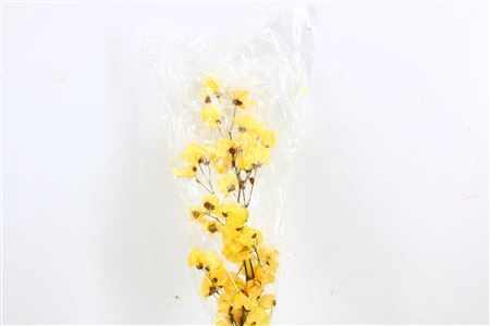 <h4>Dried Bougainvillea 55cm Yelllow Bunch</h4>