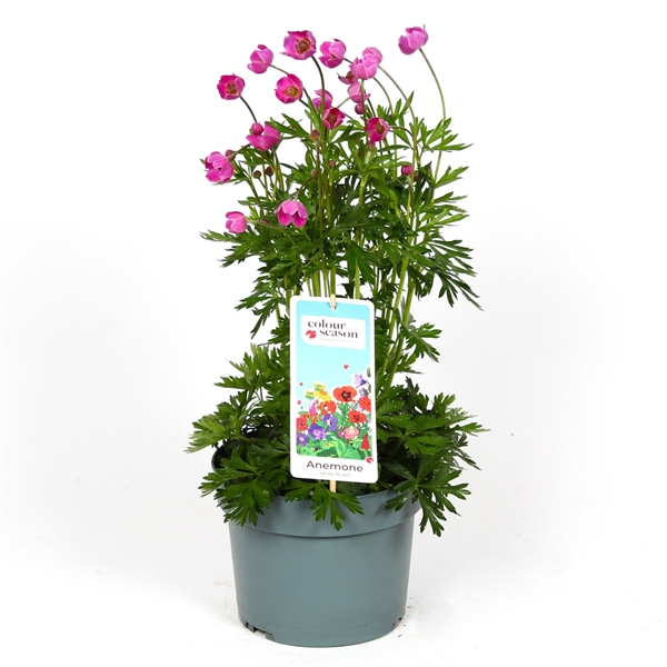 <h4>Anemone Spring Beauty Pink</h4>