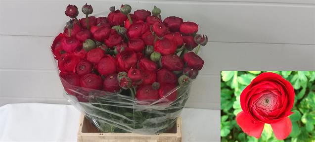 <h4>Ranunculus aazur red</h4>