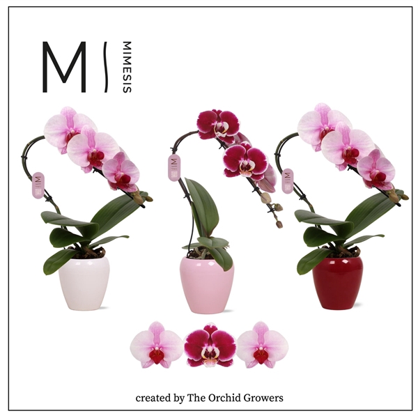 <h4>Mimesis Phal. Swan Mix - 1 spike 7cm in Martine Mix Ceramic (Red/Blush)</h4>