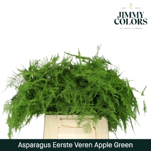 Asparagus 1ste Groen