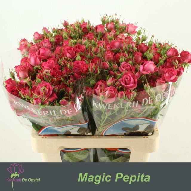 <h4>Rosa sp magic pepita</h4>