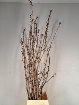 <h4>Prunus X Serrulata</h4>