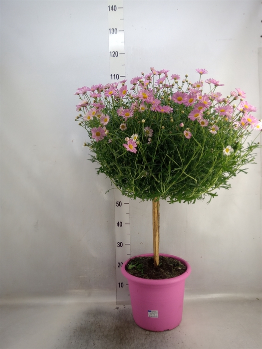 <h4>Argyranthemum   ...</h4>