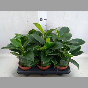 Philodendron  'Green Princess'