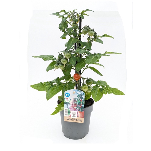 Farmzy® Sweet Princess, tomato plant