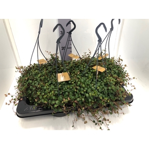 Peperomia Pepperspot 15Ø 25cm