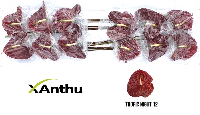 <h4>ANTH A Tropic Night 12</h4>