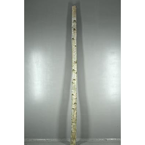 Birch Trunk 8-10cm 240cm