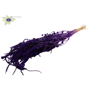Hang amaranthus ± 90cm p/bunch purple