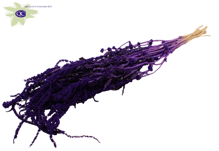 <h4>Hang amaranthus ±60cm p/bunch purple</h4>