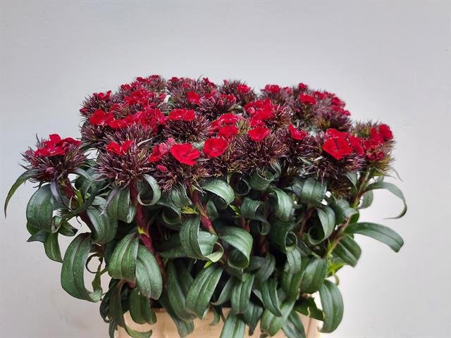 <h4>Dianthus br barbarella deep red</h4>