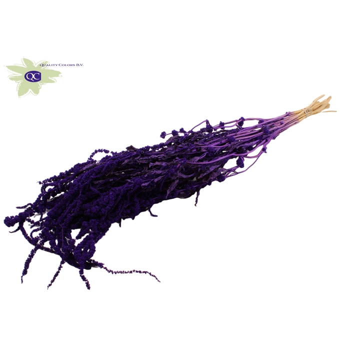 <h4>Hang Amaranthus ± 90cm p/bunch Purple</h4>