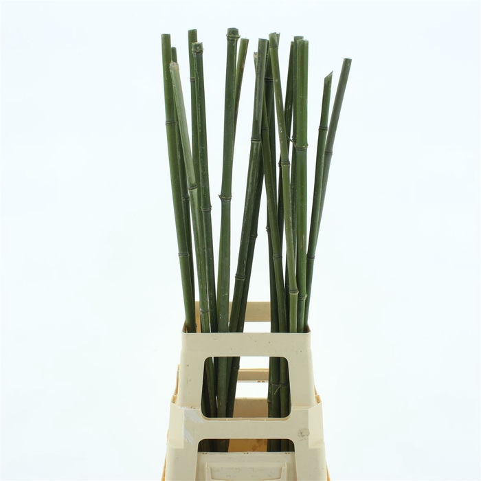 <h4>Bamboe Stok 85cm</h4>